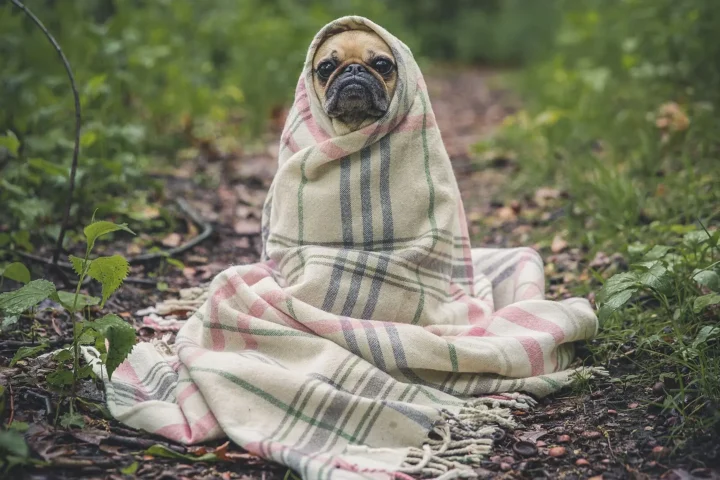A pug snugly wrapped in a warm blanket, feeling safe and cared for
