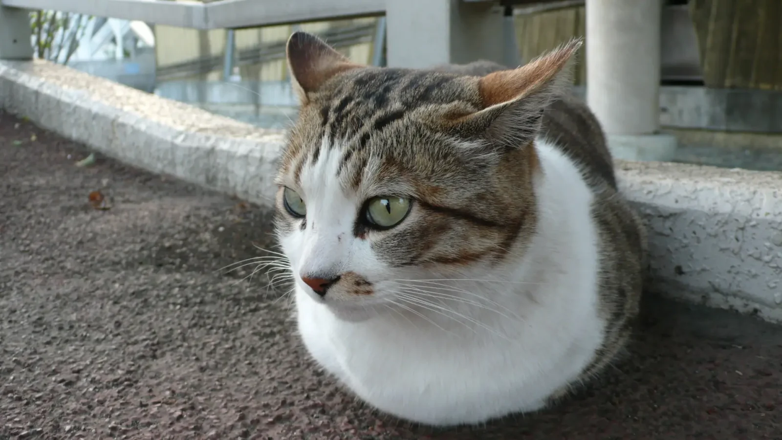 Tabby cat with ears flattened back, looking wary — a common sign a cat is distressed by a loud or high-pitched sound