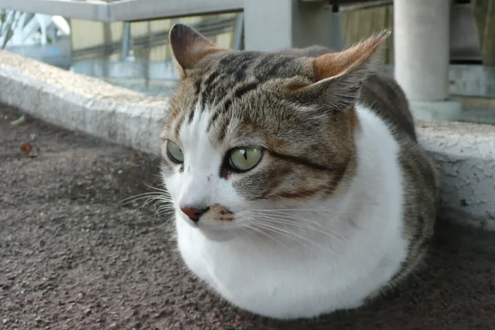Tabby cat with ears flattened back, looking wary — a common sign a cat is distressed by a loud or high-pitched sound