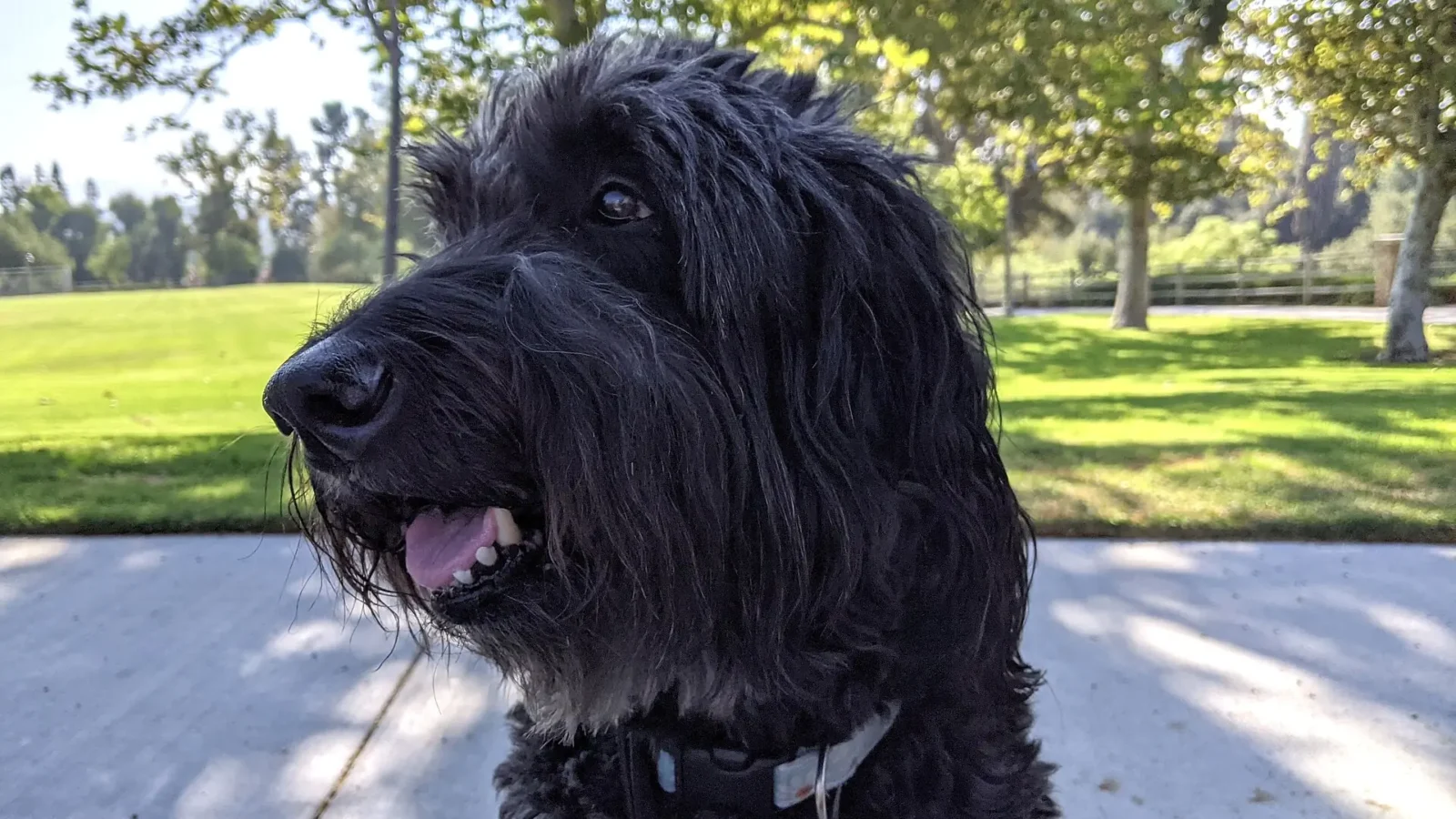 Black Labradoodle panting happily in a sunny green park on a warm summer day