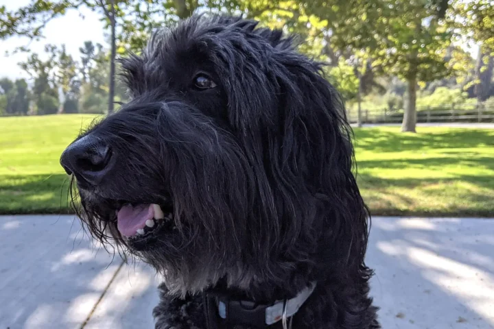 Black Labradoodle panting happily in a sunny green park on a warm summer day