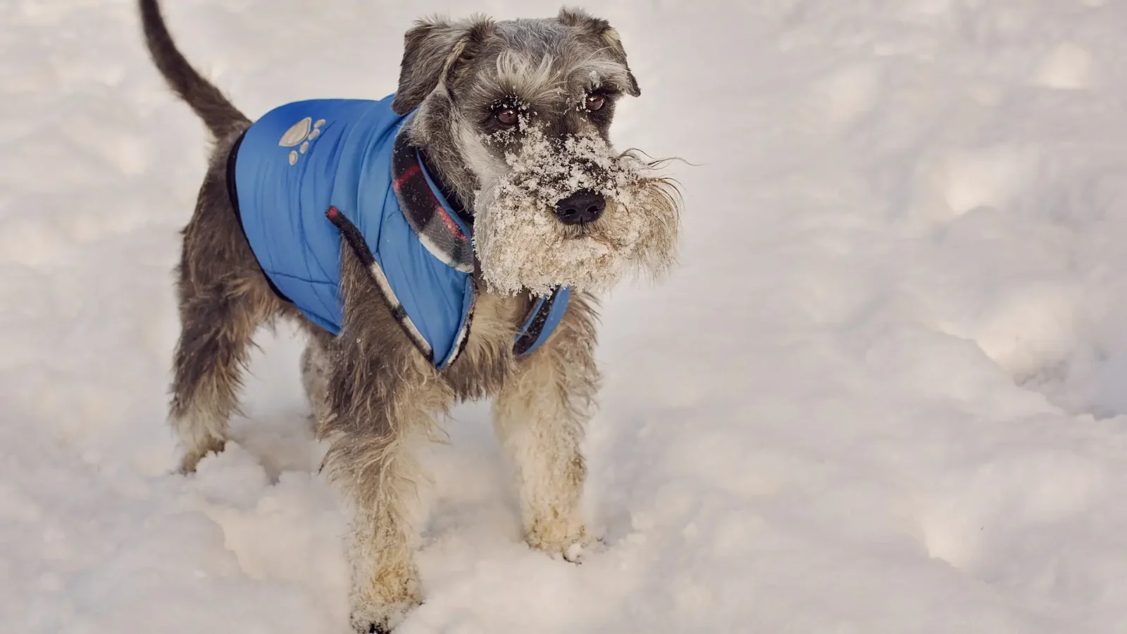 Small wire-haired terrier wearing a blue quilted winter jacket, standing in fresh snow — proper winter pet care for cold-sensitive breeds