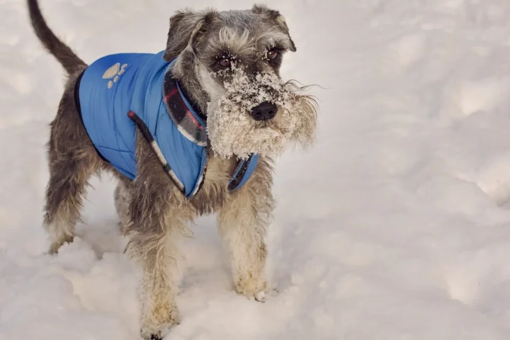 Small wire-haired terrier wearing a blue quilted winter jacket, standing in fresh snow — proper winter pet care for cold-sensitive breeds