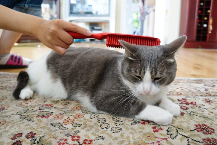 Groomer gently brushing a cat's long coat